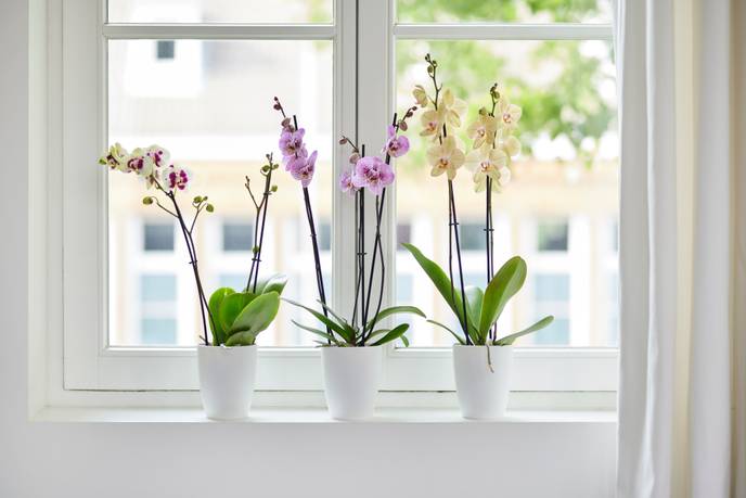 brussels orchidee hoog 12,5cm wit